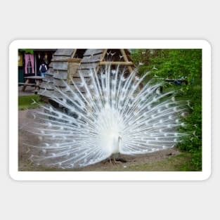 White Peacock Magnet
